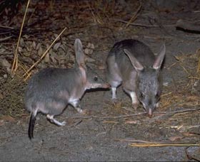 Barna Mia Native Animal Sanctuary - QLD Tourism 2