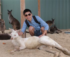 Maru Koala And Animal Park - QLD Tourism 2