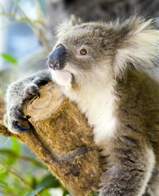 Maru Koala And Animal Park - QLD Tourism 1