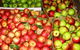 Suttons Juice Factory And Cidery - thumb 2