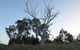 Cooleman Ridge - thumb 1