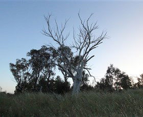 Cooleman Ridge - QLD Tourism 1