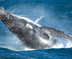 Sydney Whale Watching - Queensland Tourism 0