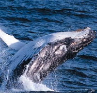 Sydney Eco Whale Watching - QLD Tourism