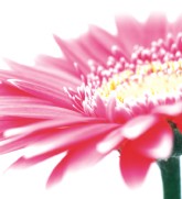 Burwood Plaza - QLD Tourism 0