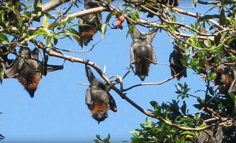 Blackbutt Reserve - QLD Tourism 1