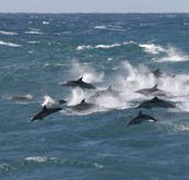 Tamboi Queen Cruises - Queensland Tourism
