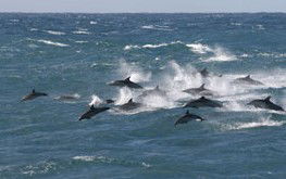 Tamboi Queen Cruises - Queensland Tourism 0