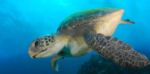 Byron Bay Dive Centre - Queensland Tourism 0
