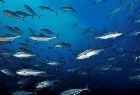Byron Bay Dive Centre - Queensland Tourism 2
