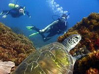 Byron Bay Dive Centre - Queensland Tourism 3