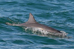 Byron Bay Dolphin Wildlife Tours - Queensland Tourism 0