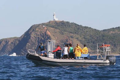 Byron Bay Dolphin Wildlife Tours - Queensland Tourism 1