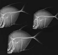 X-Ray Vision Fish Inside Out - Queensland Tourism