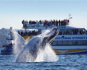 Bass & Flinders Cruises - Queensland Tourism 0