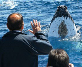 Bass & Flinders Cruises - Queensland Tourism 3