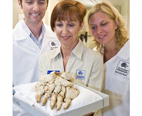 Behind The Scenes Tours At Australian Museum - Queensland Tourism 1