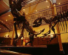 Australian Museum - Queensland Tourism 1