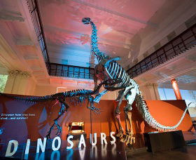 Australian Museum - Queensland Tourism 0