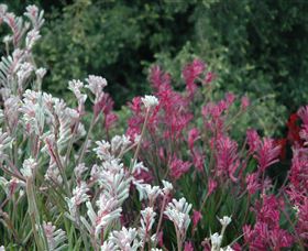 Mt Penang Gardens - QLD Tourism 1