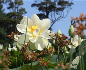 Mt Penang Gardens - QLD Tourism 2