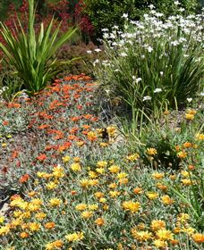 Mt Penang Gardens - QLD Tourism 4