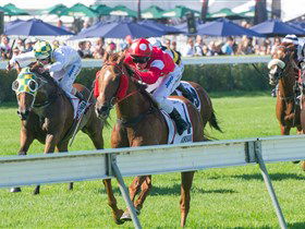 Morphettville Racecourse - Queensland Tourism 2