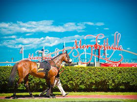 Morphettville Racecourse - Queensland Tourism 3