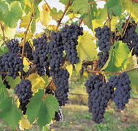 Hills Short Wine and Food Trail - Queensland Tourism
