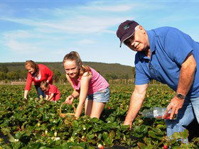Mount Compass And District Produce And Tourist Trail - Queensland Tourism 1