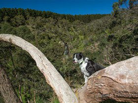 Ingalalla Waterfalls - Queensland Tourism 1