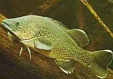 Charleville - 10 Mile Warrego River Fishing Spot - QLD Tourism 3