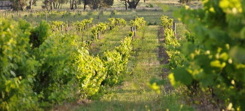 Bell River Estate Winery - QLD Tourism 3