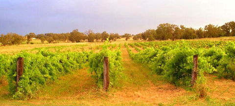 Bell River Estate Winery - QLD Tourism 7