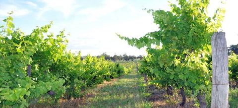 Bell River Estate Winery - QLD Tourism 8