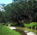 Salvator Rosa Section - Carnarvon National Park - QLD Tourism