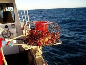 Lacepede Seafood - QLD Tourism 1