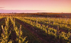 Ralph Fowler Wines - QLD Tourism 0
