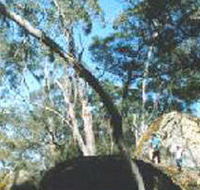 Dergholm State Park - QLD Tourism