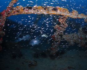 Lady Bowen Dive Site - QLD Tourism 1