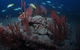 Lady Bowen Dive Site - thumb 3