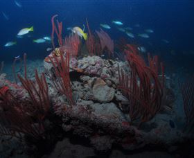 Lady Bowen Dive Site - QLD Tourism 3