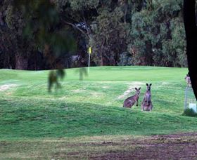 Deniliquin Golf Club - QLD Tourism 2