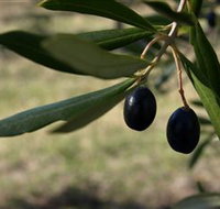 Red Rock Olives - Queensland Tourism