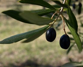 Red Rock Olives - QLD Tourism 0