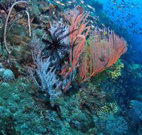 SS Yongala Dive Site - Queensland Tourism