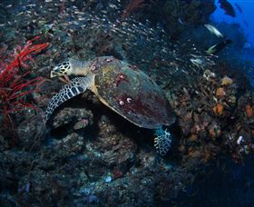 SS Yongala Dive Site - QLD Tourism 3