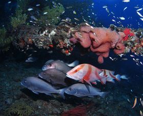 SS Yongala Dive Site - QLD Tourism 2