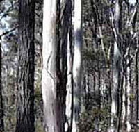 Kooyoora State Park - QLD Tourism