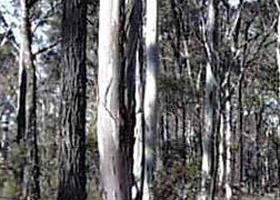 Kooyoora State Park - QLD Tourism 0
